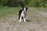 BOSTON TERRIER 202